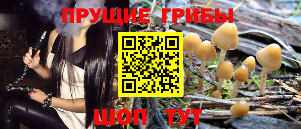 где купить наркотик  Вход с VPN  Тосно  Галлюциногенные грибы прущие грибы 